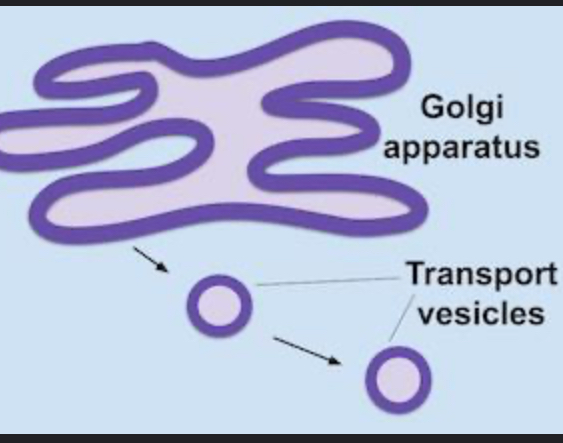 <p><span style="background-color: transparent;"><strong><u><span>Structure</span></u><span>:</span></strong></span></p><p style="text-align: center;"><span style="background-color: transparent;"><strong><span>Small spheres of membrane from RER, SER or Golgi</span></strong></span></p><p><strong><br></strong></p><p style="text-align: center;"><span style="background-color: transparent;"><strong><u><span>Function</span></u><span>:</span></strong></span></p><p style="text-align: center;"><span style="background-color: transparent;"><strong><span>Transport molecules (such as proteins and lipids) around or out of the cell.</span></strong></span></p><p><br></p>