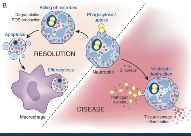 <p>Catalase, an enzyme that neutralizes reactive oxygen species.</p>