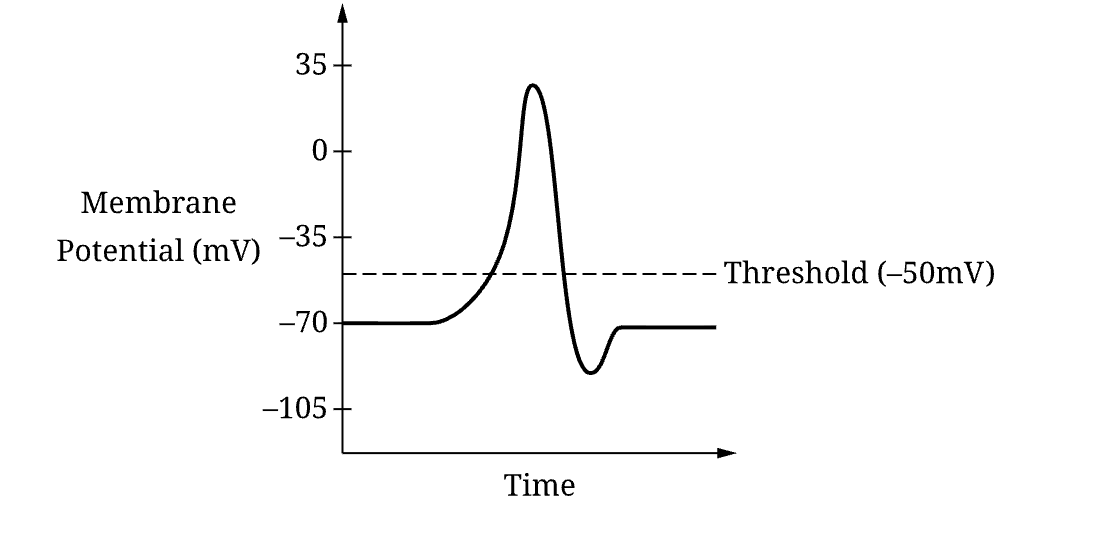 <p>The process of neural transmission</p>