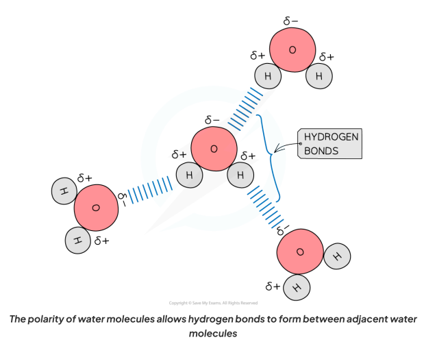 <p>As a result of the polarity of water, hydrogen bonds form between the positively and negatively charged regions of adjacent water molecules.</p>