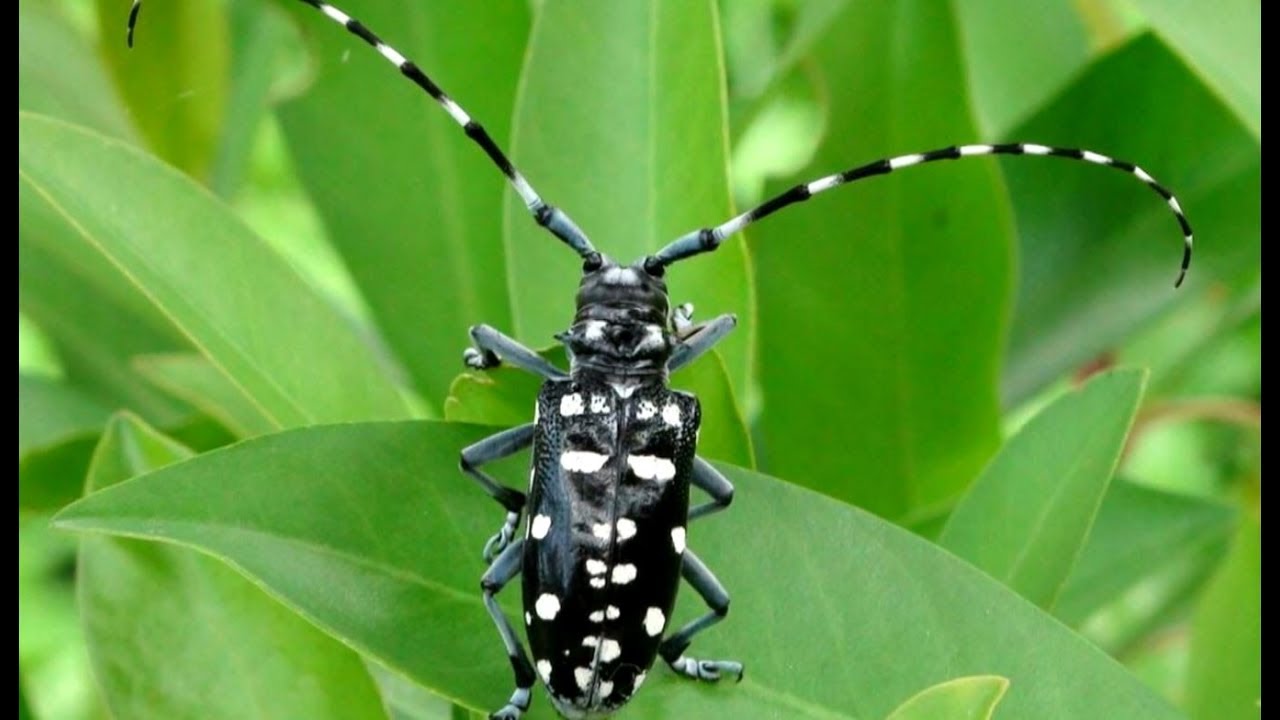 <p>Coleoptera</p><p>longhorned beetles</p>