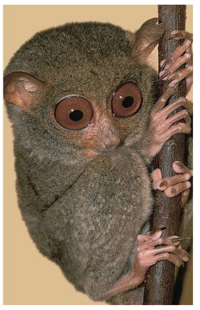 <p>What are the characteristics of the group Prosimians </p>