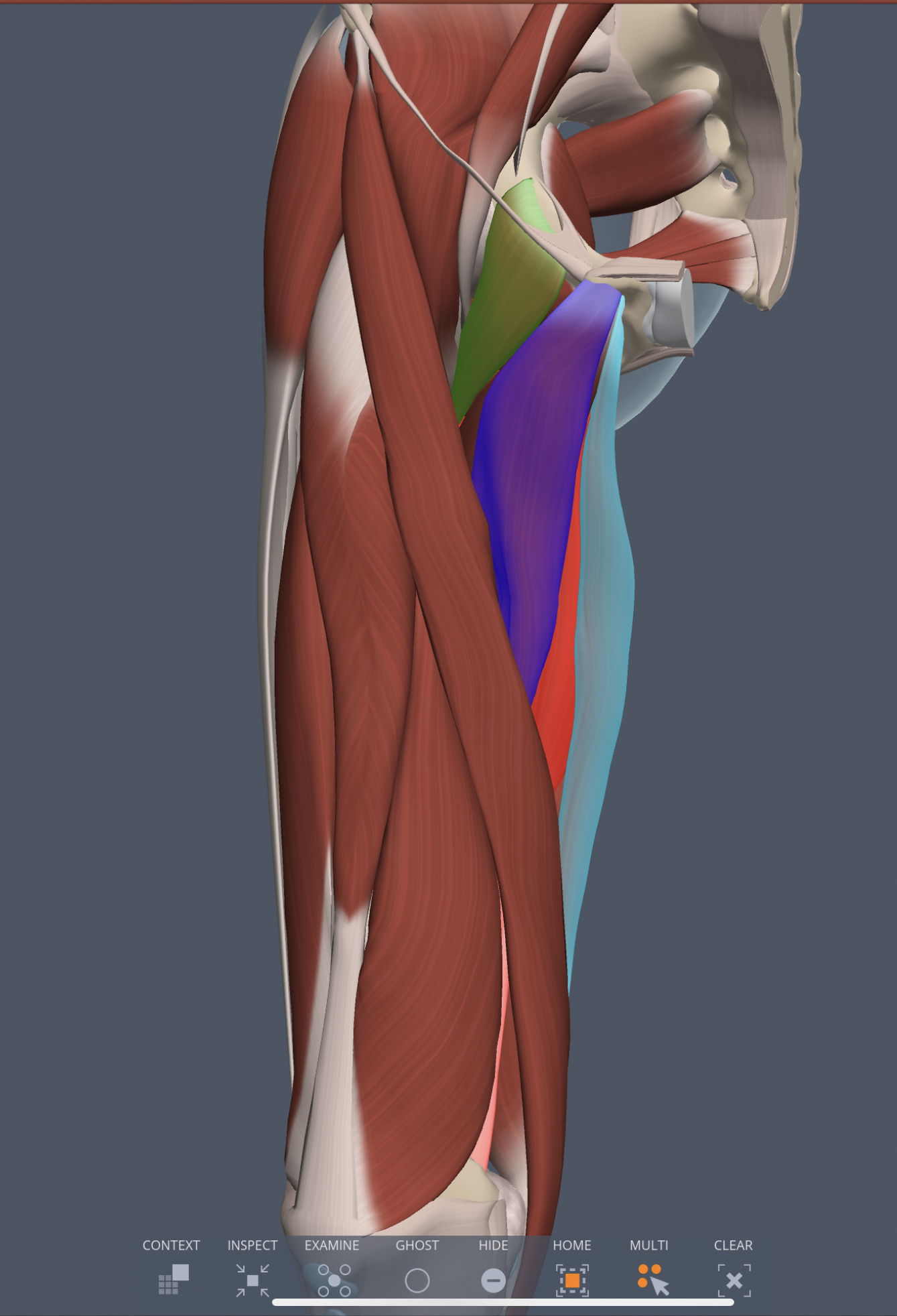 adductor longus (medial thigh) action
