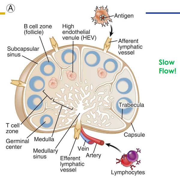 <p>- only structures to filter lymph</p><p>- substances removed by phagocytosis or stimulate lymphocytes to proliferate</p><p>- Cancer cells often migrate to lymph nodes, are trapped there, and proliferate. Can move from lymphatic system to circulatory system spreading cancer through body</p><p>- Afferent (more) and efferent (less) vessels</p><p>- Organised into cortex and medulla (next slide) with dense connective tissue capsule surrounding</p><p></p><p>- slow flow (its like a lot of people leaving through a small gap)</p>