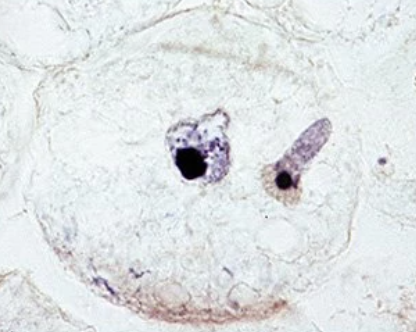 <p>stage of fertilization</p>