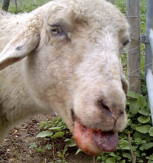 <p>-transient high fever</p><p>-oral and nasal discharges with cyanosis (bluetongue)</p><p>-erosions of oral MM</p><p>-facial edema</p><p>-foot lesions</p><p>-myopathy</p><p>-pulmonary edema w/ secondary bacterial pneumonia</p><p>-diarrhea in lambs (not adults)</p>