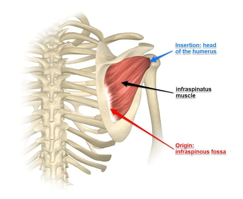 <p>Infraspinatus</p>