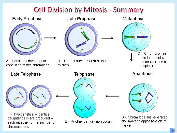 <p>the chromosomes line up at the <strong>equator </strong>of the cell and <strong>cell fibres </strong>pull each chromosome of the ‘X’ to either side of the cell</p>