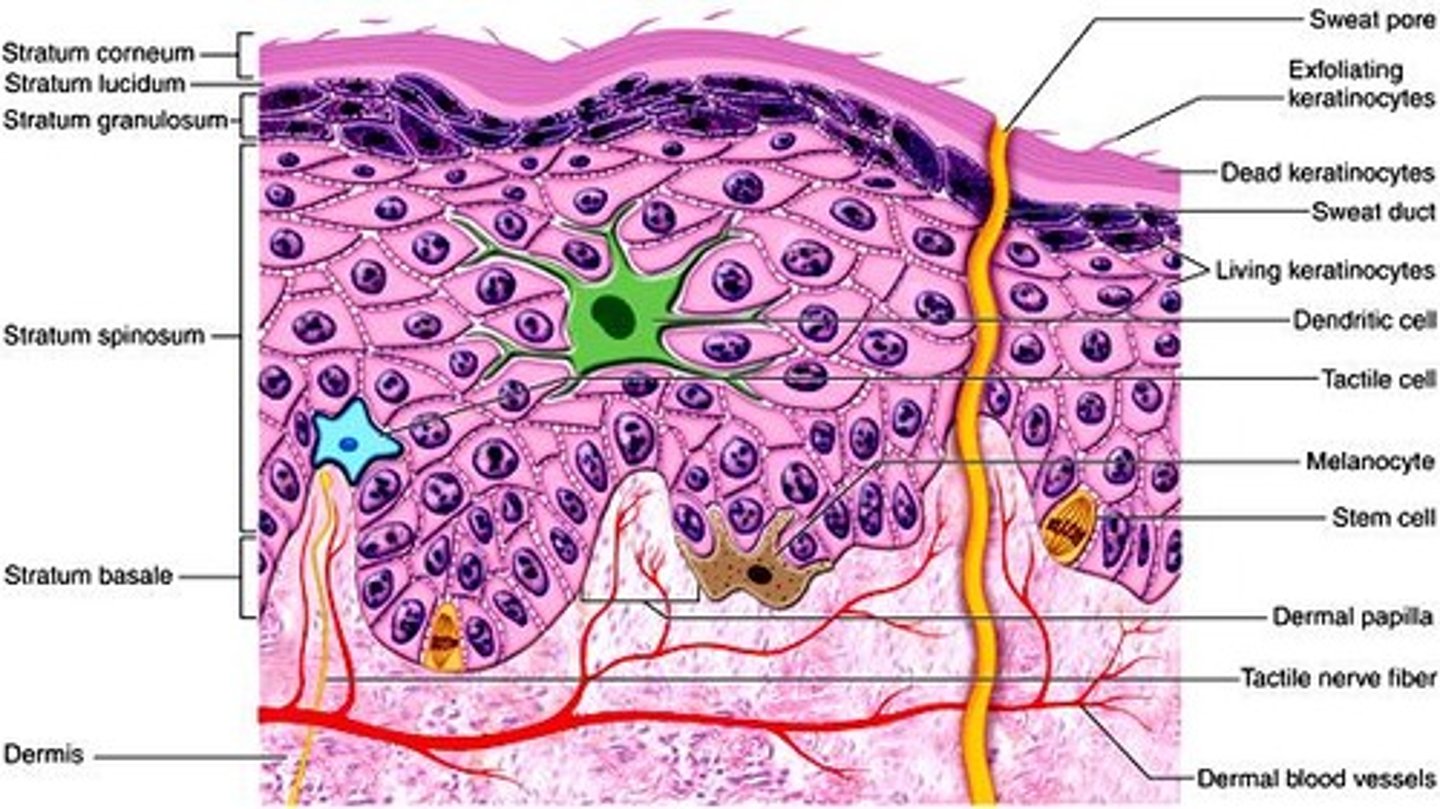 <p>Protein that contributes to skin hardness and continuity.</p>