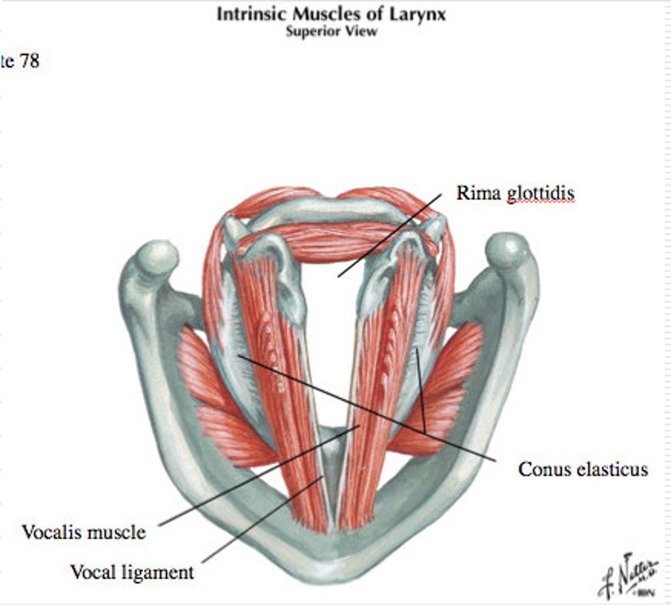 <p>elastic ligament within the vocal fold (true vocal cords) that vibrates and produces phonation (sound production at the larynx)</p>