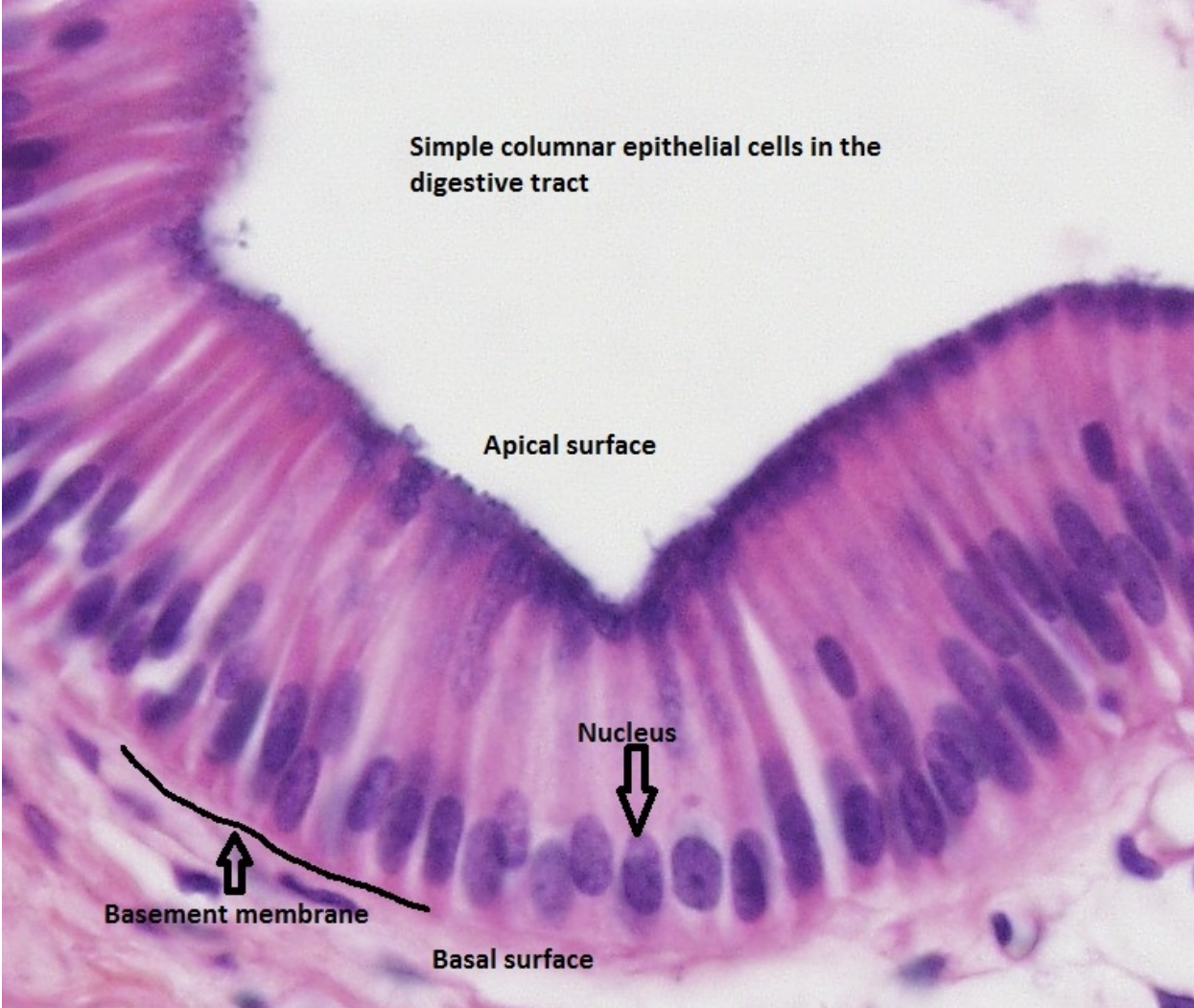 <p>what type?</p>