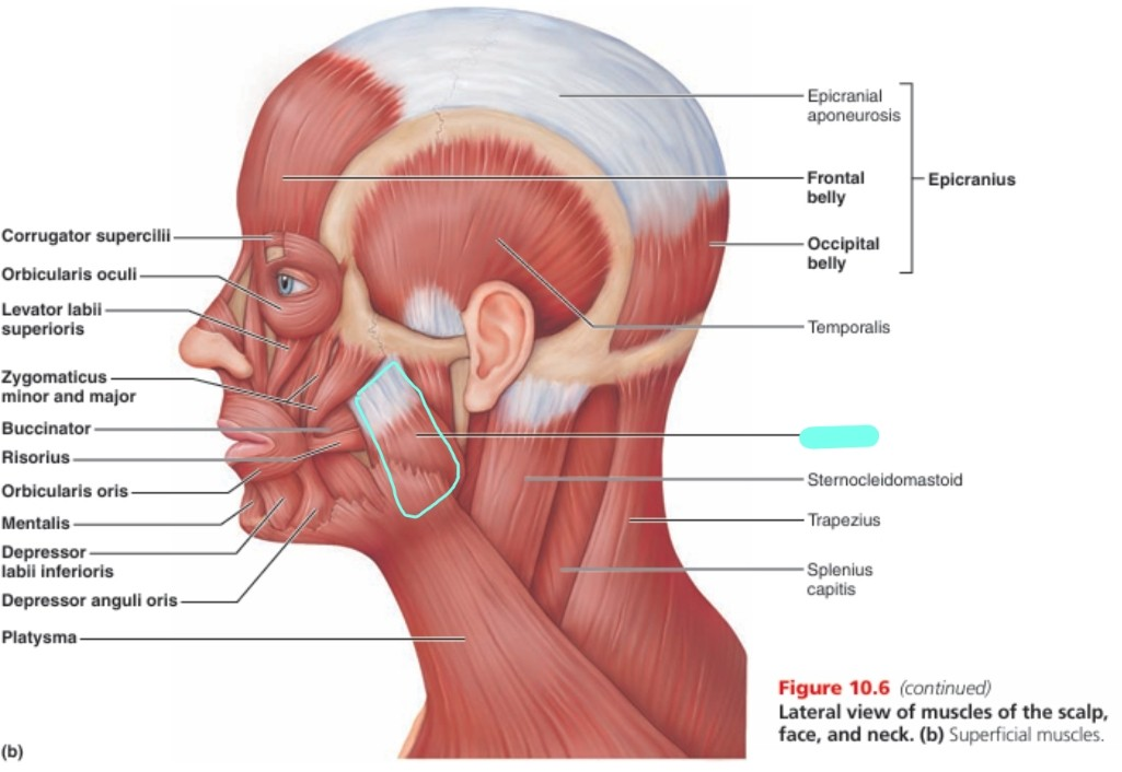 <p>masseter muscle</p>