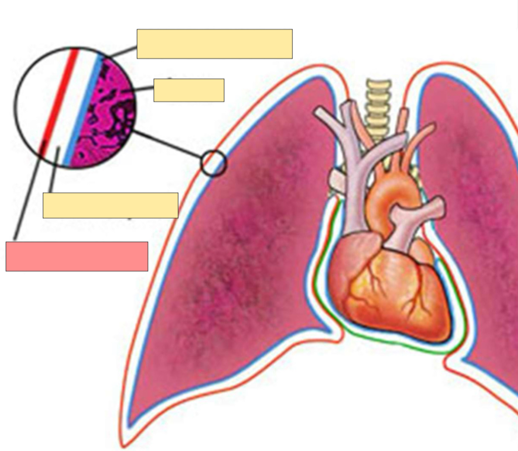 <p>What pleura is this? </p>