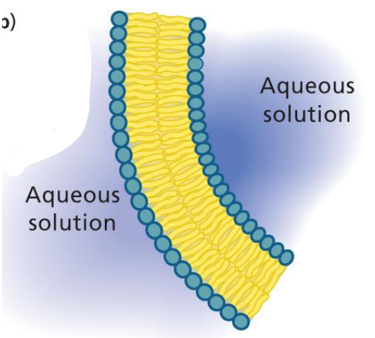 <ul><li><p>Water shoves fatty acids into a spherical structure.</p></li><li><p>Aggregate to position polar parts close to water and nonpolar together away from water.</p></li><li><p>Self-assembling to a bilayer.</p></li></ul><p></p>