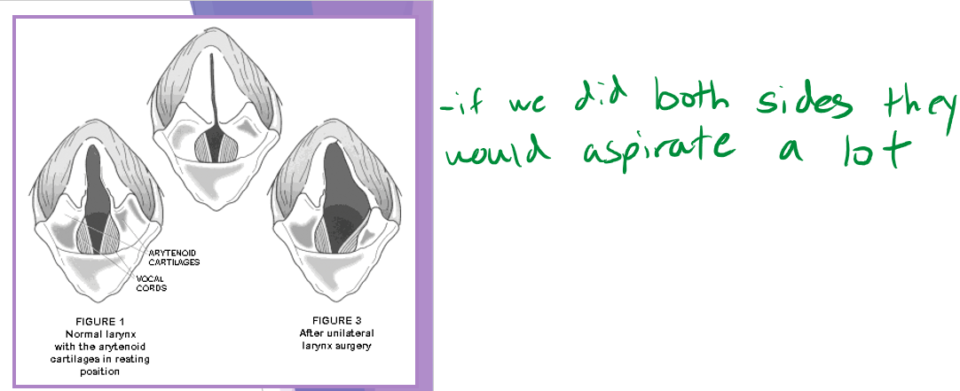 <ul><li><p>light plane of anesthesia (induction) </p><ul><li><p>opioid premedication + propofol ± doxapram </p></li></ul></li><li><p>evaluate for purposeful movement of arytenoid cartilages </p><ul><li><p><strong>abduction </strong>of arytenoids and vocal folds on <strong>inspiration </strong></p></li><li><p>caution: fluttering, paradoxical movement </p></li></ul></li><li><p>surgical techniques </p><ul><li><p>complicated anatomy </p><ul><li><p>goal: </p><ul><li><p>reduce the obstruction within the airway </p></li><li><p>reduce airway resistance </p></li></ul></li><li><p>unilateral arytenoid lateralization - <strong>most common</strong></p><ul><li><p>abducts one side of the arytenoid cartilages - we only do surgery on one side no matter if both are affected <strong> </strong></p></li></ul></li></ul></li></ul></li><li><p>complication with surgery (10-60%) </p><ul><li><p>failure of the procedure </p><ul><li><p>higher with mineralization of cartilages </p><ul><li><p>cartilage fracture </p></li></ul></li><li><p>suture breakage </p></li></ul></li><li><p>aspiration pneumonia - biggest risk especially first 24hours but life long problem </p><ul><li><p>less of a risk with unilateral  lateralization </p></li></ul></li></ul></li><li><p>prognosis </p><ul><li><p>good - 90% improvement in clinical signs </p></li></ul></li><li><p>life long risk </p><ul><li><p>aspiration pneumonia </p></li><li><p>continued heat / exercise intolerance </p></li><li><p>progression of polyneuropathy - if GOLPP is present </p></li></ul></li></ul><p></p>