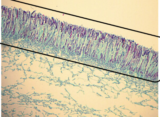 knowt flashcard image