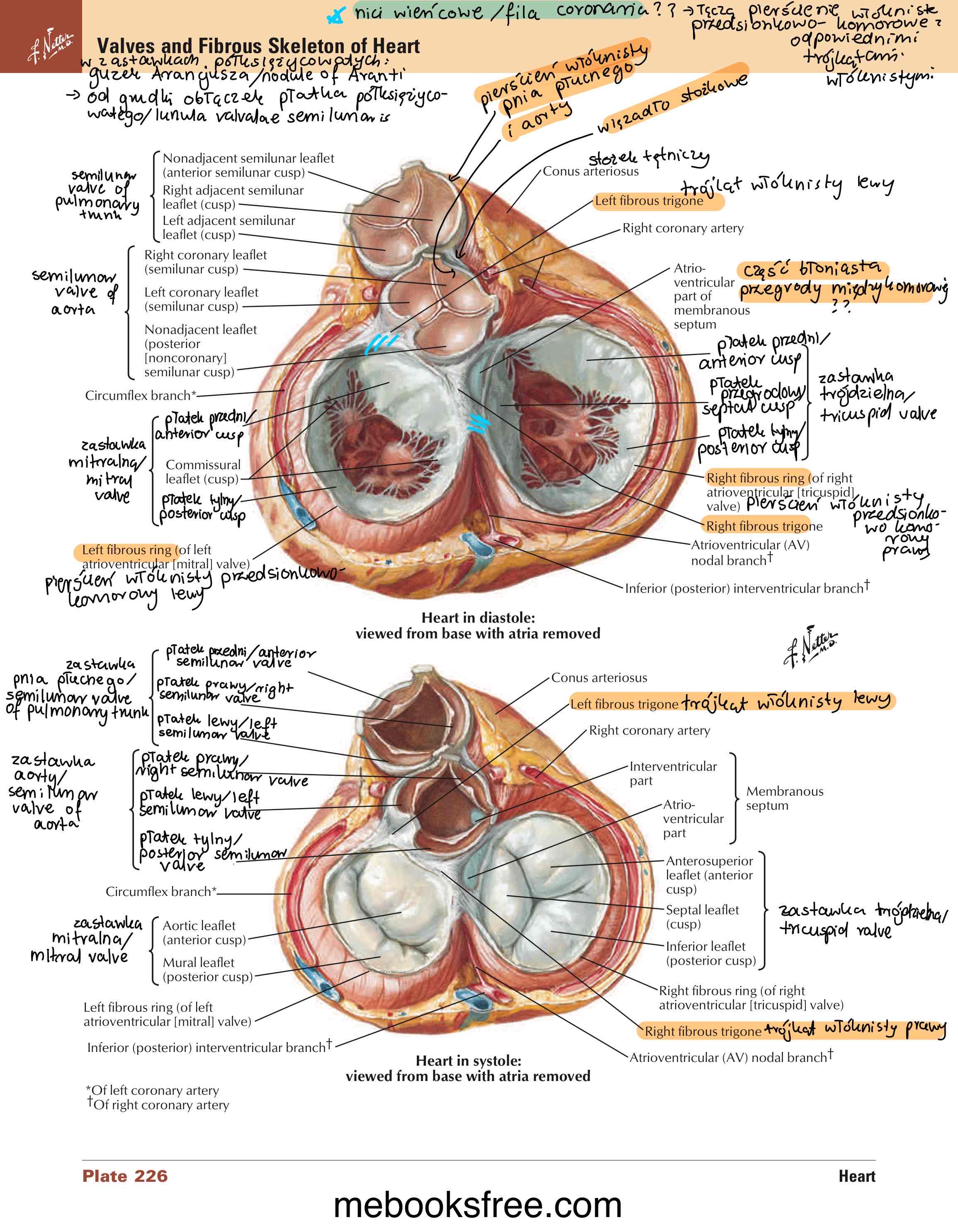 <p>cienkie obłączek płata półksiężycowatego / lunula valvulae semilunaris</p>
