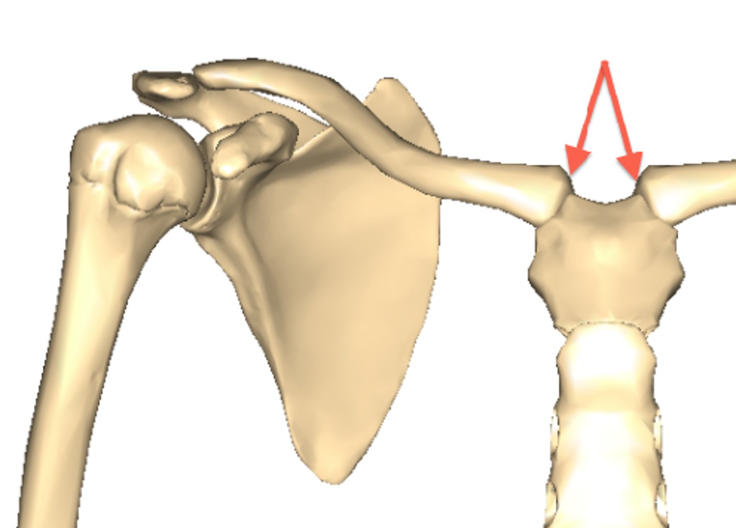 <p>Articulation between the medial aspect of the clavicle with the sternum</p>