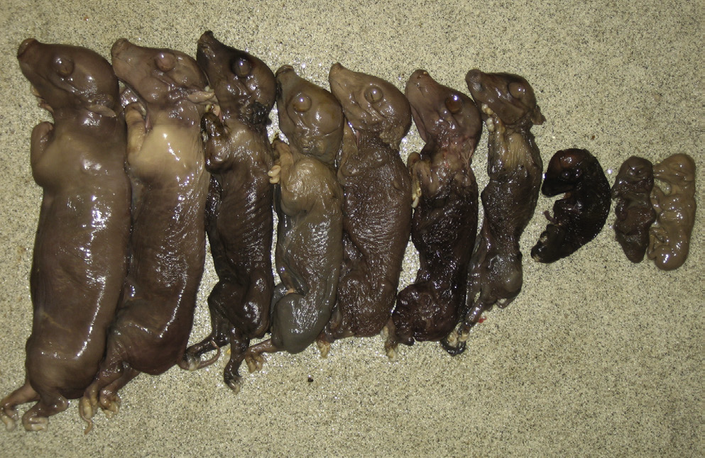 <p>Which pathogen causes abortion at different gestational ages?</p>