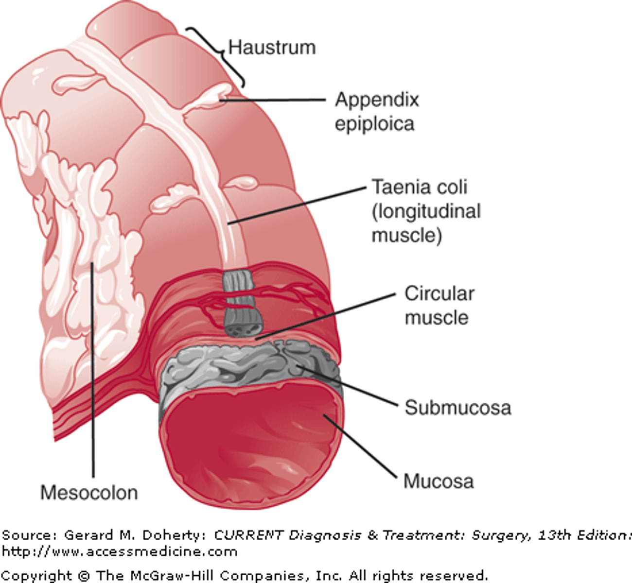 <p>Three longitudinal bands of muscle that run along the length of the colon.</p>