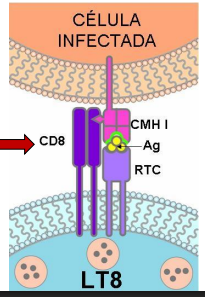 <p>¿cómo reconocen los linfocitos T a una célula infectada?</p>