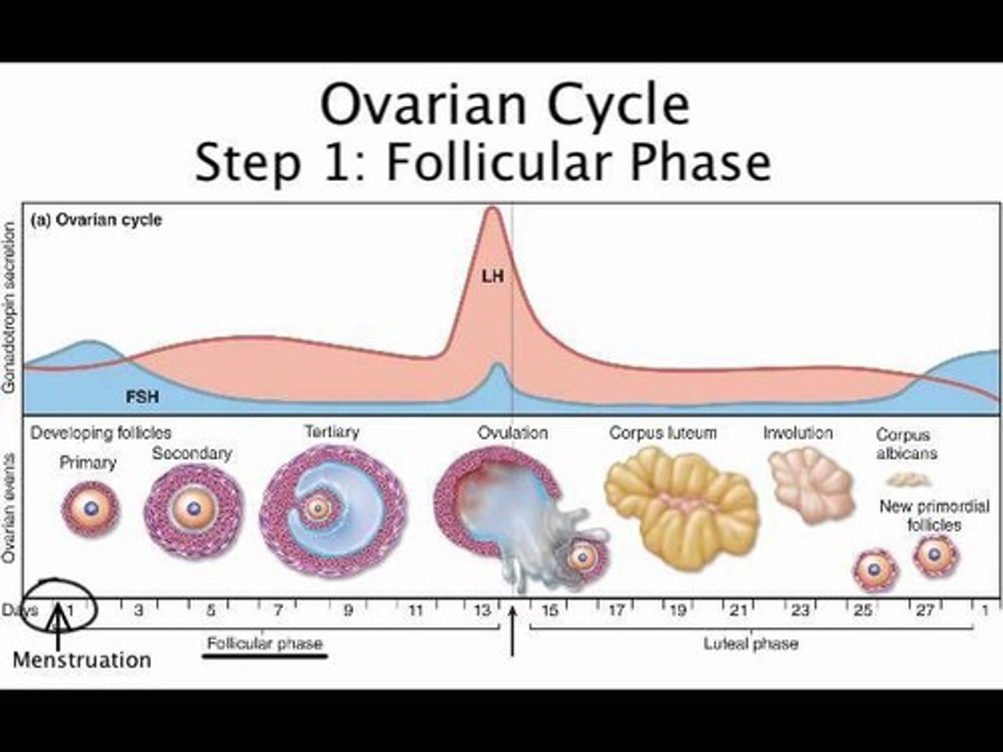<p>The release of a mature egg from the ovary, triggered by a surge in luteinising hormone.</p>