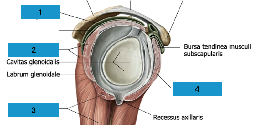 <p>Spieren rotatorcuff</p>