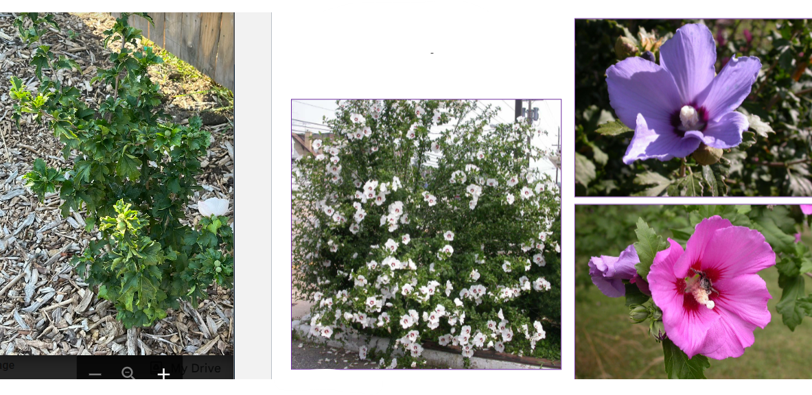 -weirdly shaped leaves
-shrub