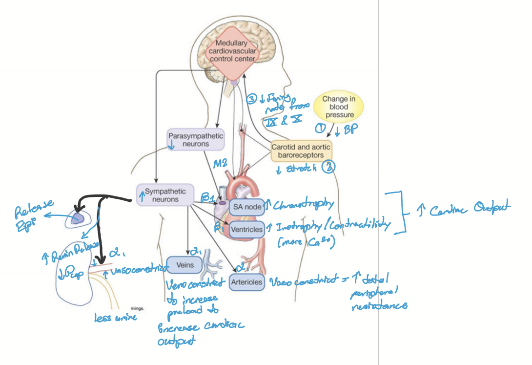 <ol><li><p>Decrease in BP (MAP &lt;100mmHg)</p></li><li><p>Decreased stretch of baroreceptors in carotid and aortic arch</p></li><li><p>Less stretch causes the firing of CN IX and X to medullary nucleus tractus solitarius</p></li><li><p>SNS and PNS cause various effects: increase in chronotropy, increase inotropy, increase preload; increase total peripheral resistance; Volume expansion via renal artery constriction and renin secretion </p></li><li><p>Stimulates Endocrine system for redundancy: Epinephrine release and renin release </p></li><li><p>BP increased </p></li></ol><p></p>