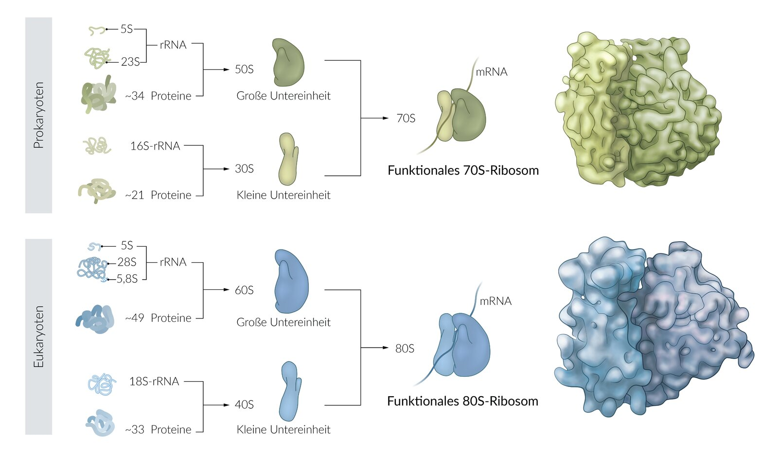 <p>C. Peptide bonds</p>