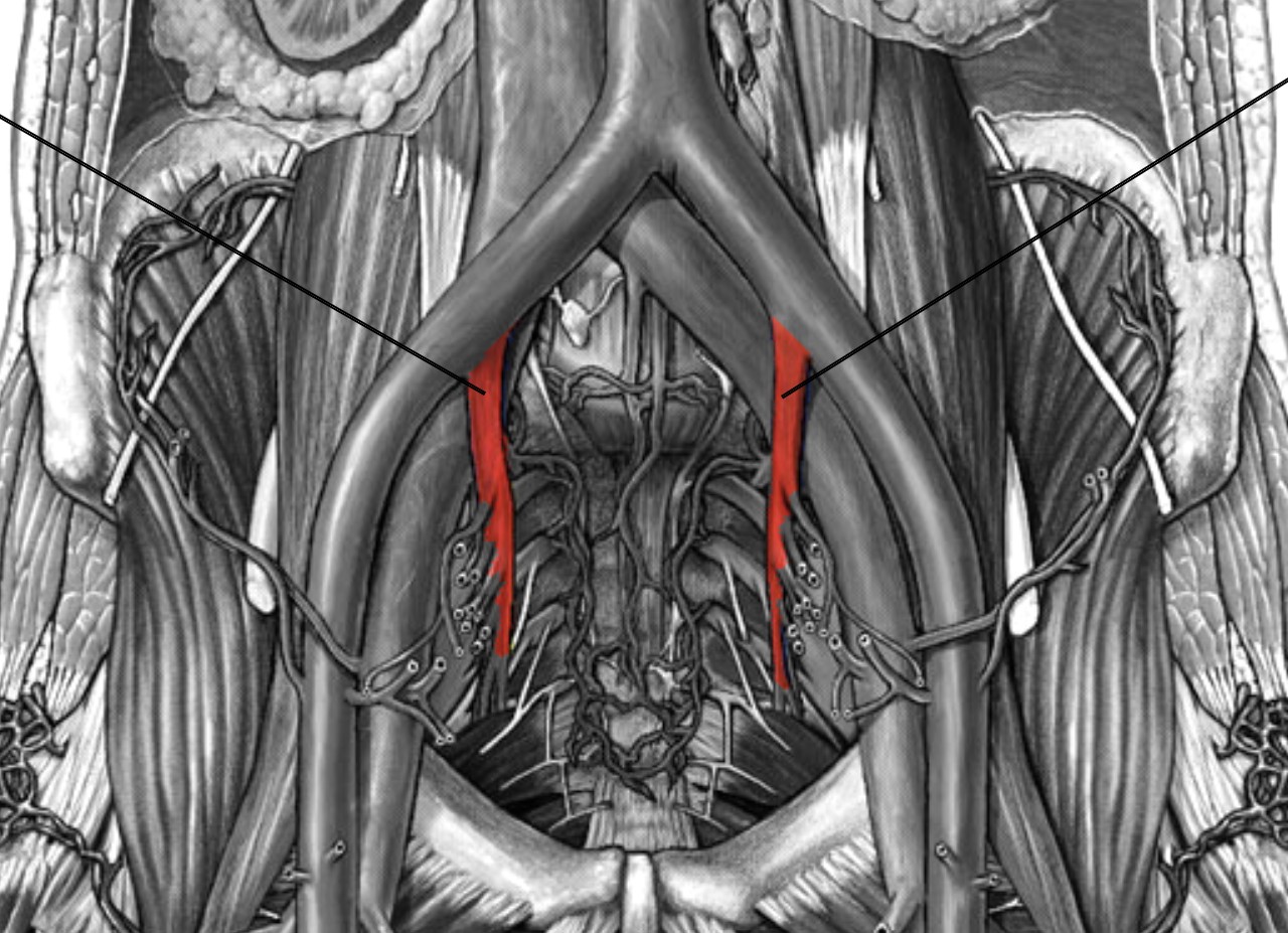 <p>Which arteries:</p><ul><li><p>Branch off from common iliac (L&amp;R) arteries</p></li><li><p>Medial to external iliac artery</p></li></ul><p></p>
