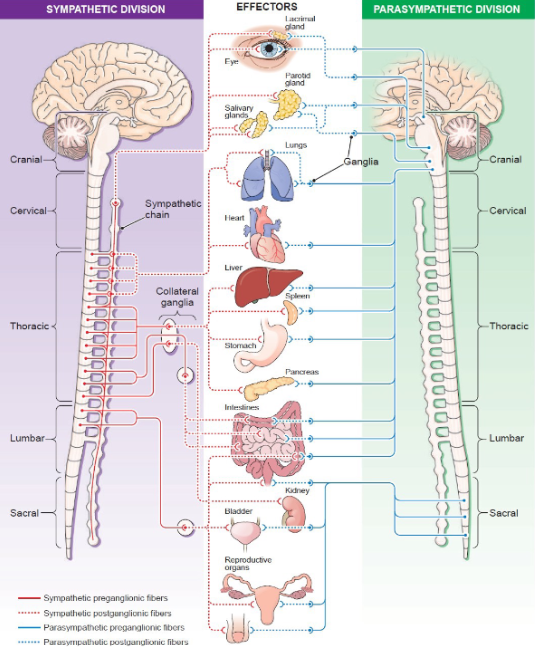 <p>Fight-or-flight, stress response.</p>