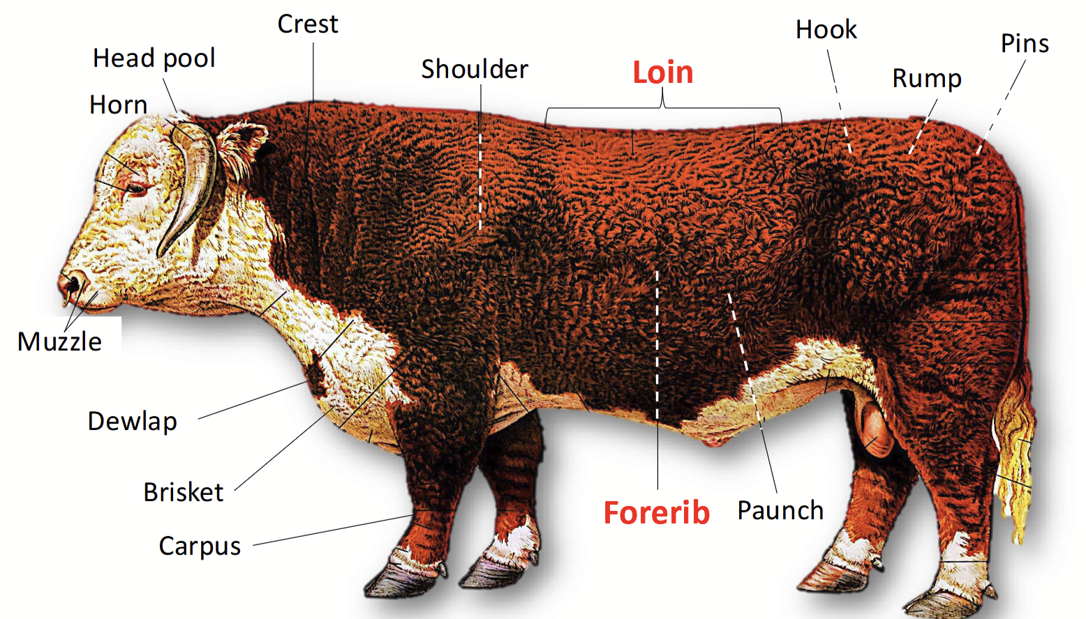 <p>Loin and forerib in the beef carcass. The sites for the highest-cost beef cuts.</p>