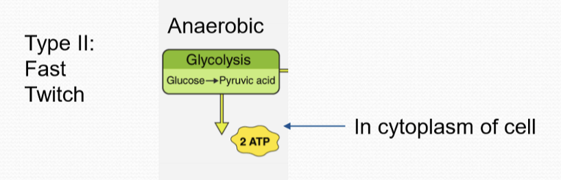 <p>Glucose is converted into pyruvic acid via glycolysis</p>