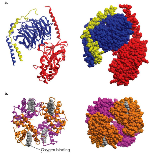 <p>different proteins come together</p><p>G-protein complex: Heterotrimeric</p><p>haemoglobin: heterotetrameric note symmetry</p>