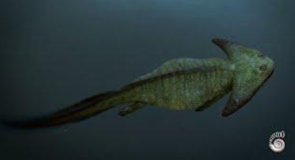 <ul><li><p>Ancestor with lobe-finned fishes</p></li><li><p>Key evolutionary adaptions: development of lungs, limbs and the ability to live both in water and on land.</p></li><li><p>Survived the Permian Extinction ‘‘Great Dying’’ of anoxia, OA and warming. </p></li><li><p>Tiktaalik roseae. “Fishapod” 375 MYa</p><p>Lepospondyli - Diplocaulus. Late Carboniferous</p><p>300MYa</p></li></ul><p></p>
