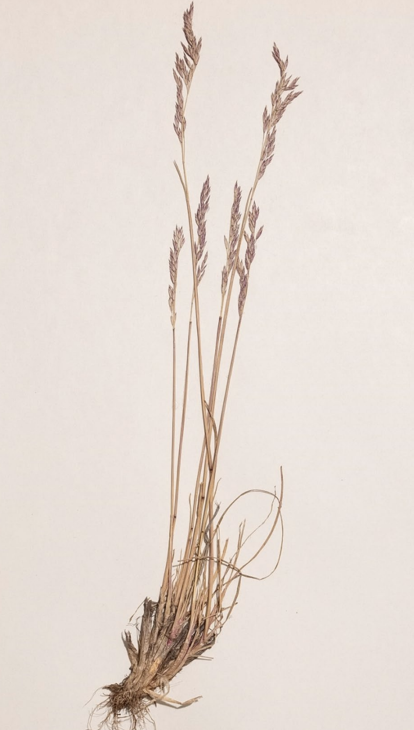 <p>What is this plant’s scientific name?</p>