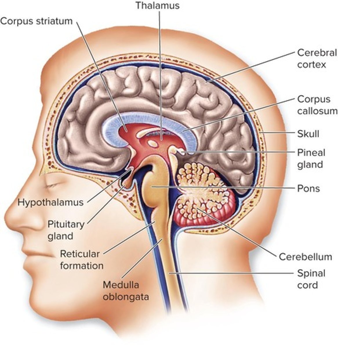 <p>The hindbrain, midbrain, and forebrain.</p>