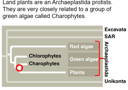 <p>An Archaeplastida protist. </p>