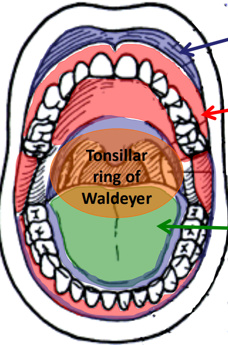 <p>what type of mucosa is represented by the RED highlighted areas/arrow and how much surface area does is take up </p>