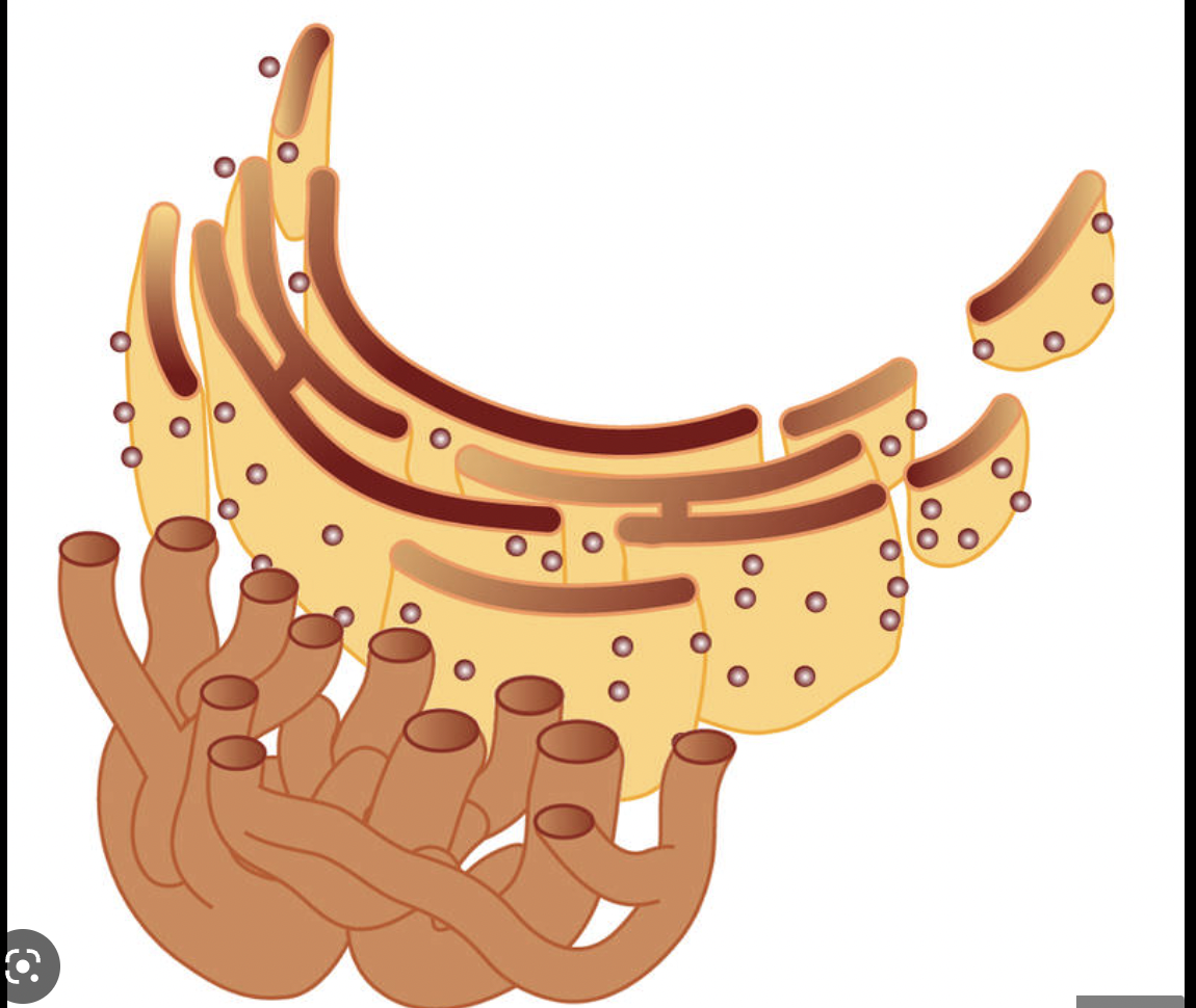 produces and transports proteins