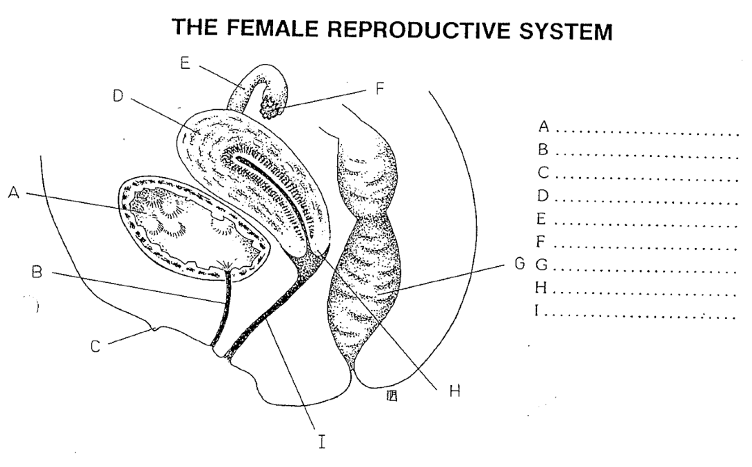 <p>a. Bladder</p><p>b. Urethra</p><p>c. Clitoris</p><p>d. Uterus (womb)</p><p>e. Uterine tube</p><p>f. Ovaries</p><p>g. Rectum</p><p>h. Cervix</p><p>i. Vagina</p>