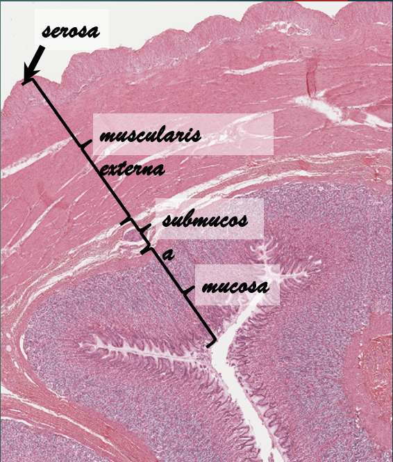 <ul><li><p>Mucosa</p></li><li><p>Submucosa</p></li><li><p>Muscularis externa</p></li><li><p>Serosa</p></li></ul>
