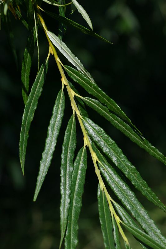 <p>Salix viminalis</p>