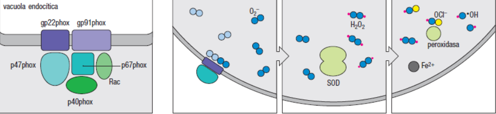 <p>explica el proceso de la explosión respiratoria</p>