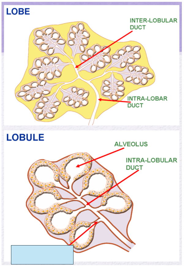 <p>Name the gland’s duct (blue box)</p>