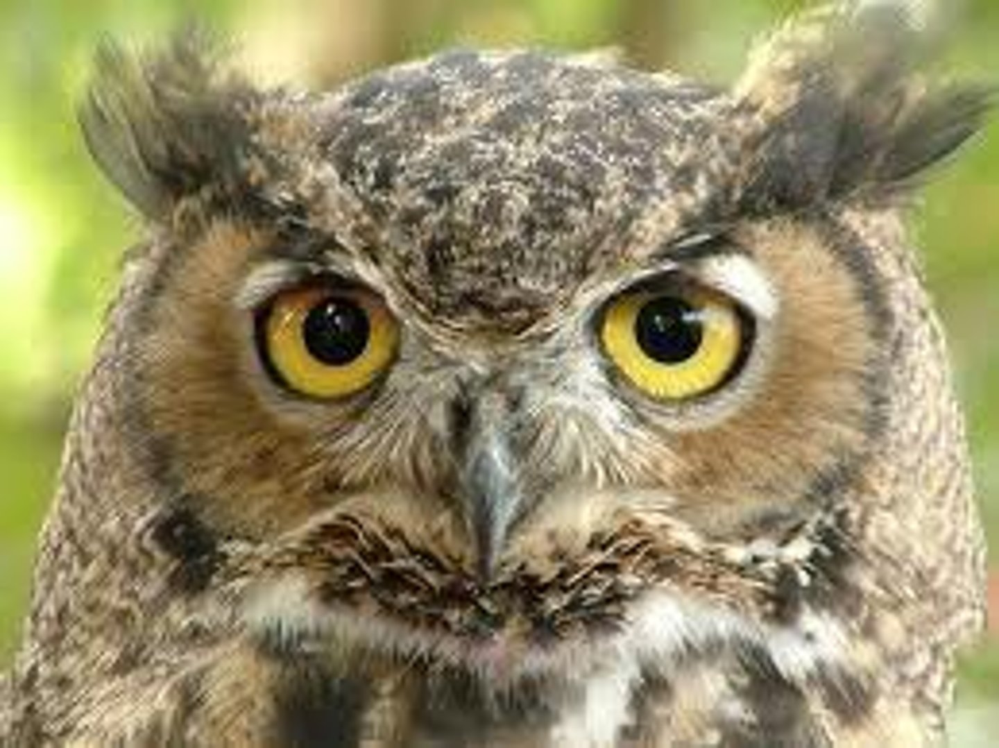 <p>owl</p>