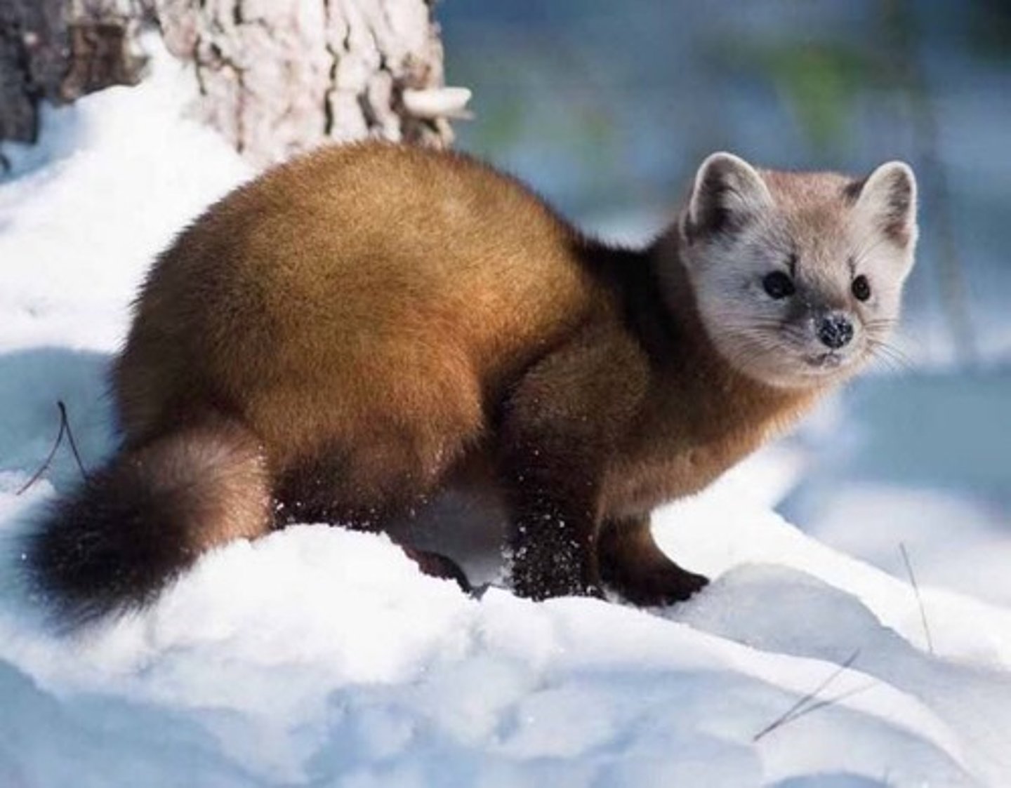 <p>American marten</p>
