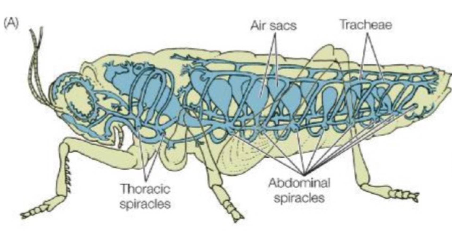 <p>how insects respire </p>