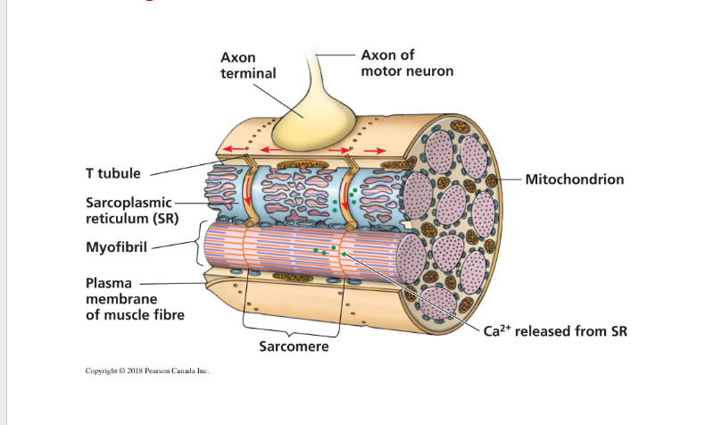 <ol><li><p class="ds-markdown-paragraph"><strong><span>Action potential</span></strong><span> arrives at the motor neuron terminal, releasing ACh.</span></p></li><li><p class="ds-markdown-paragraph"><span>ACh triggers an </span><strong><span>action potential</span></strong><span> in the muscle cell membrane.</span></p></li><li><p class="ds-markdown-paragraph"><span>The action potential travels down </span><strong><span>T-tubules</span></strong><span>.</span></p></li><li><p class="ds-markdown-paragraph"><span>This triggers the </span><strong><span>sarcoplasmic reticulum (SR)</span></strong><span> to release </span><strong><span>Ca²⁺</span></strong><span>.</span></p></li><li><p class="ds-markdown-paragraph"><span>Ca²⁺ binds to </span><strong><span>troponin</span></strong><span>, moving </span><strong><span>tropomyosin</span></strong><span> to expose myosin-binding sites on </span><strong><span>actin</span></strong><span>.</span></p></li><li><p class="ds-markdown-paragraph"><strong><span>Cross-bridge cycling</span></strong><span> and </span><strong><span>contraction</span></strong><span> occur.</span></p></li><li><p class="ds-markdown-paragraph"><span>To relax, Ca²⁺ is actively pumped back into the SR, tropomyosin re-blocks the sites, and the muscle fiber lengthens passively.</span></p></li></ol><p></p>